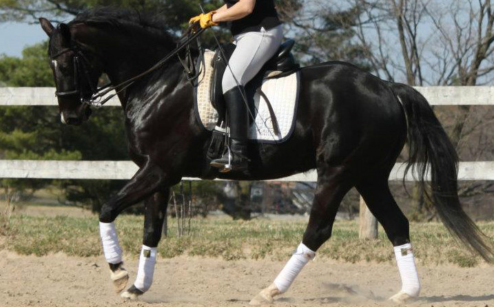 Horse using their back well